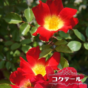苗 つるバラ トゲが少ないの人気商品 通販 価格比較 価格 Com
