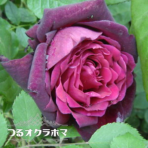 黒 薔薇 苗 苗の人気商品 通販 価格比較 価格 Com 黒 薔薇 苗 苗の人気商品 通販 価格比較 価格 Com