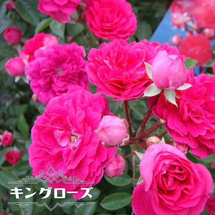楽天市場 バラ苗 キングローズ 大苗 つるバラ トゲが少ない 耐陰性 ピンク バラ 苗 つるばら 薔薇 Np 予約販売 12月 翌年1月中に順次入荷 苗木部 ｂｙ 花ひろばオンライン