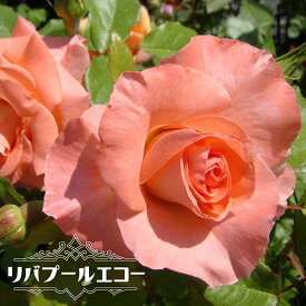 四季咲きつるバラ 【リバプールエコー】 1年生新苗 3.5号ポット苗