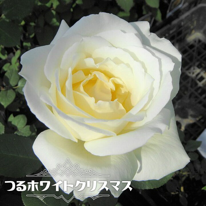 楽天市場 バラ苗 つるホワイトクリスマス 大苗 つるバラ 白色 強香 バラ 苗 つるばら 薔薇 フルーツ系 Np 苗木部 by 花 ひろばオンライン 楽天市場 バラ苗 つるホワイトクリスマス 大苗 つるバラ 白色 強香 バラ 苗 つるばら 薔薇 フルーツ系 Np 苗木部 by 花 ひろばオンライン