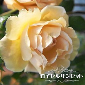 四季咲きバラ苗 【ロイヤルサンセット】 2年生大苗