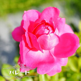 四季咲きつるバラ 【パレード】 2年生大苗