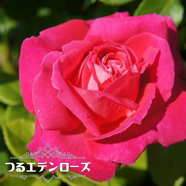 楽天市場 バラ苗 つるエデンローズ 大苗 つるバラ ピンク 強香 バラ 苗 つるばら 薔薇 耐寒性強 Np 苗木部 ｂｙ 花ひろばオンライン