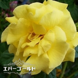 楽天市場 寒さに強いつるバラの通販