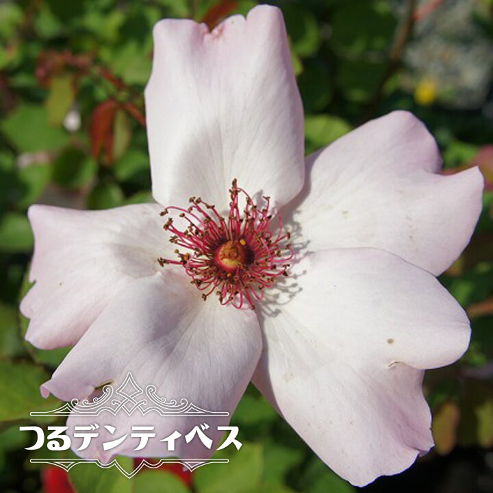 楽天市場 バラ苗 つるデンティベス 大苗 つるバラ 薄ピンク色 強香 バラ 苗 つるばら 薔薇 スパイシー系 Np 予約販売 12月 翌年1月中に順次入荷 苗木部 ｂｙ 花ひろばオンライン
