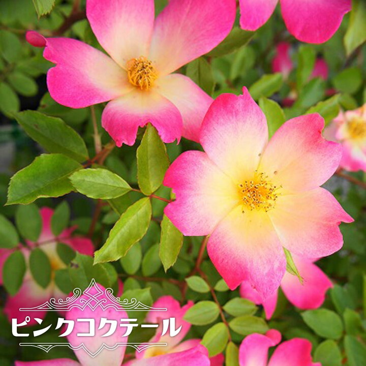 楽天市場 四季咲きつるバラ ピンクコクテール 2年生大苗 予約販売 12月 翌年1月中に順次入荷 苗木部 ｂｙ 花ひろばオンライン