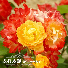 楽天市場 つるバラ 四季咲き 強健の通販