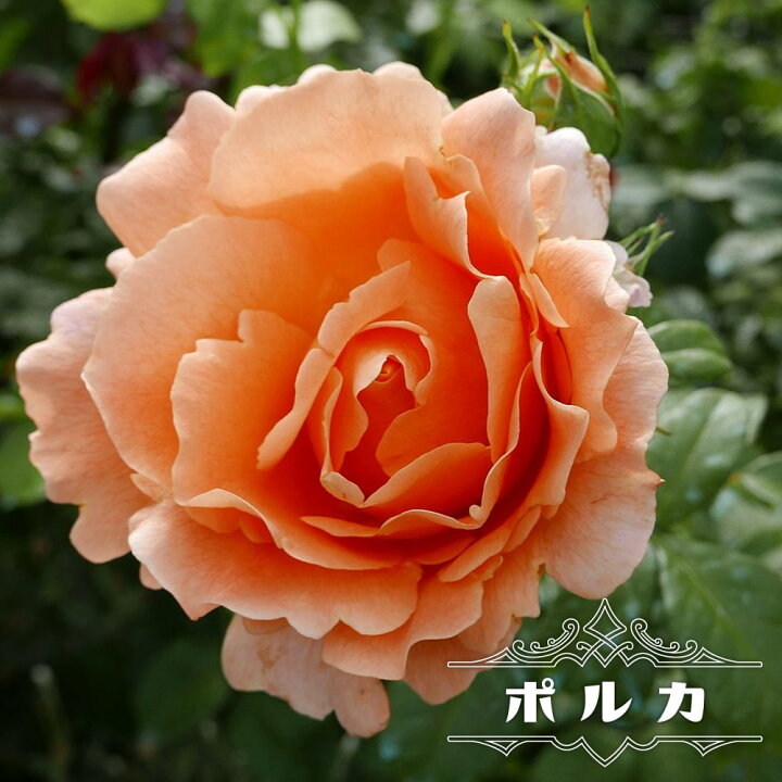 楽天市場 バラ苗 ポルカ 大苗 つるバラ アプリコットイエロー バラ 苗 つるばら 薔薇 Np 予約販売12 翌1月頃入荷予定 苗木部 ｂｙ 花ひろばオンライン