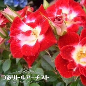 楽天市場 強健 白 つるバラ おすすめの通販