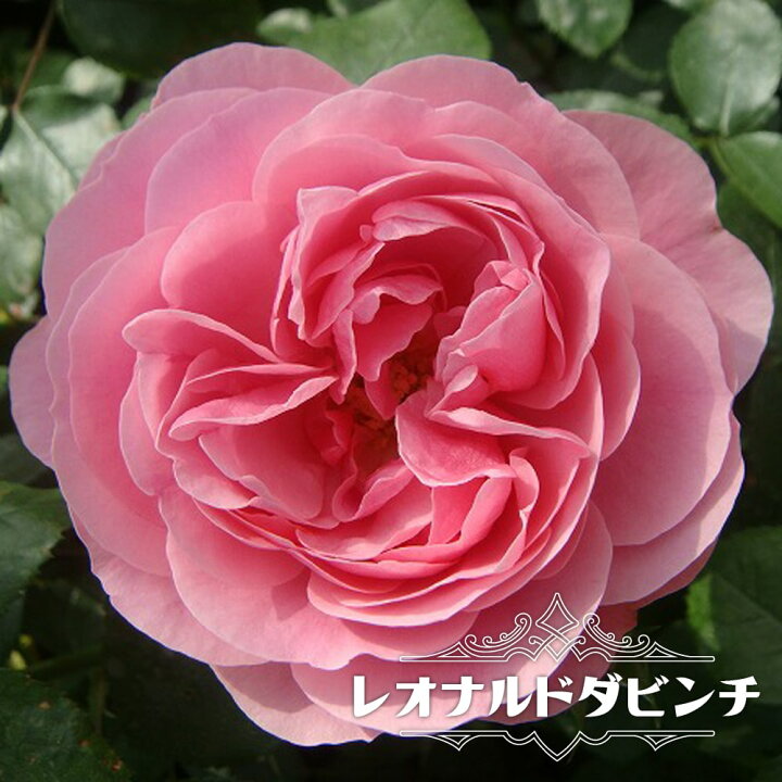 楽天市場 バラ苗 レオナルドダビンチ 大苗 つるバラ ピンク バラ 苗 つるばら 薔薇 Np 苗木部 ｂｙ 花ひろばオンライン