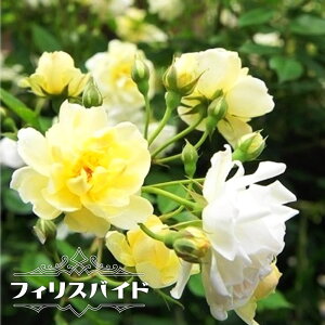 oc ytBXoChz 3Nc o F o c ΂ KN ϊ oc xȂ