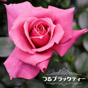 黒 薔薇 苗 苗の人気商品 通販 価格比較 価格 Com