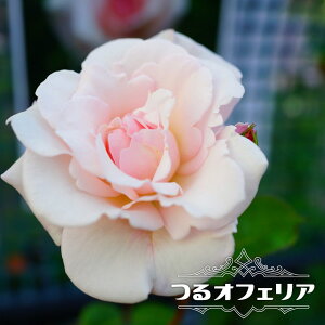 苗 つるバラ ピンクの人気商品 通販 価格比較 価格 Com