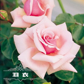 楽天市場 つるバラ 四季咲き半日陰の通販