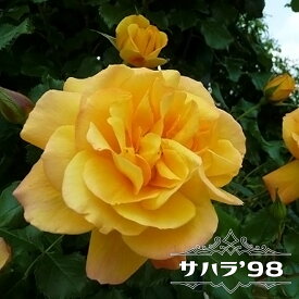 四季咲きつるバラ 【サハラ ’98】 2年生 6号ポット大苗