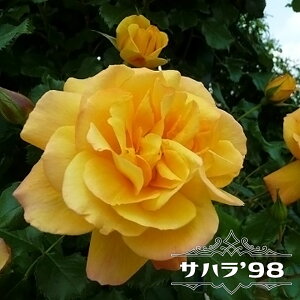 苗 バラ 四季咲きの人気商品 通販 価格比較 価格 Com