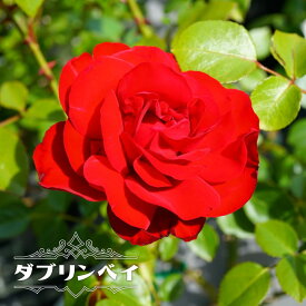 四季咲きつるバラ 【ダブリンベイ】 1年生新苗 3.5号ポット苗