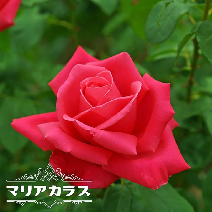 贅沢屋の バラ苗 京成バラ園 メイアン アンドレ グランディエ 大苗 7号鉢 黄色系 Ht 薔薇苗 ばら苗 バラ 苗 鉢植え Www Inteva Ac Cr