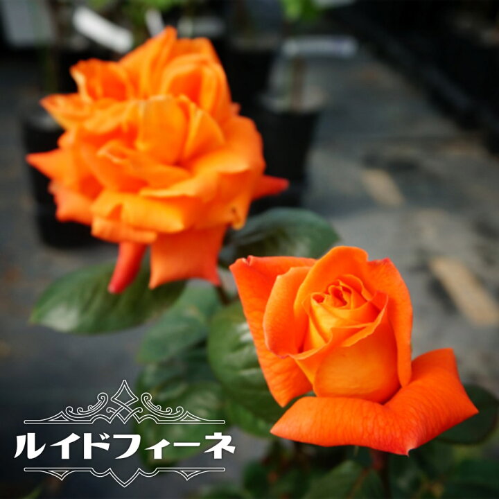 楽天市場 バラ苗 ルイドフィーネ 大苗 木立バラ オレンジ色 四季咲き 大輪 予約販売 12月 翌年1月中に順次入荷 苗木部 ｂｙ 花ひろばオンライン