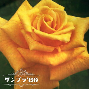 lG炫oc yUu'80z 2Nc y\̔z12`N1ח\