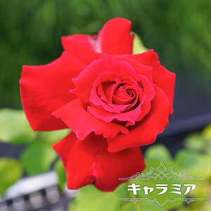 lG炫oc yL~Az 2Nc 6|bg