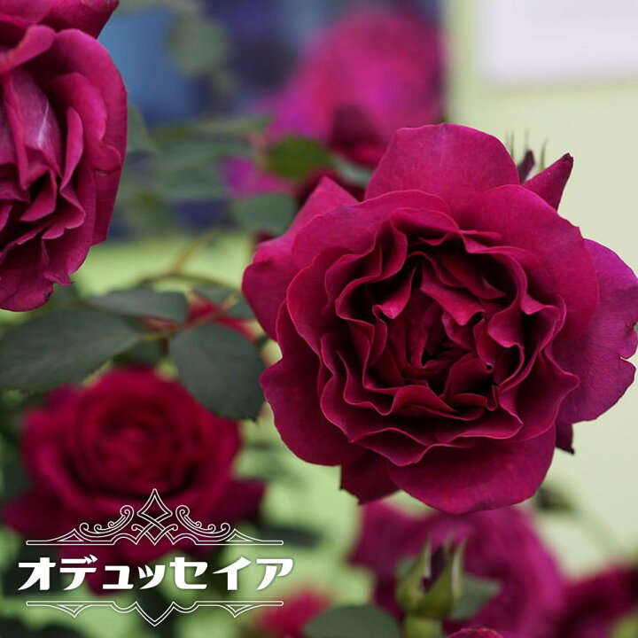 楽天市場 四季咲き強香つるバラ オデュッセイア 2年生大苗 登録品種 品種登録 苗木部 ｂｙ 花ひろばオンライン