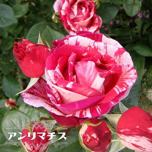 yocz A}`X i fo[ ) (Del) Yc c 6|bg lG炫 ԐF o c KN y\̔z1{ȍ~ח\