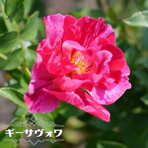 四季咲き 強香 バラ 苗の人気商品 通販 価格比較 価格 Com 四季咲き 強香 バラ 苗の人気商品 通販 価格比較 価格 Com