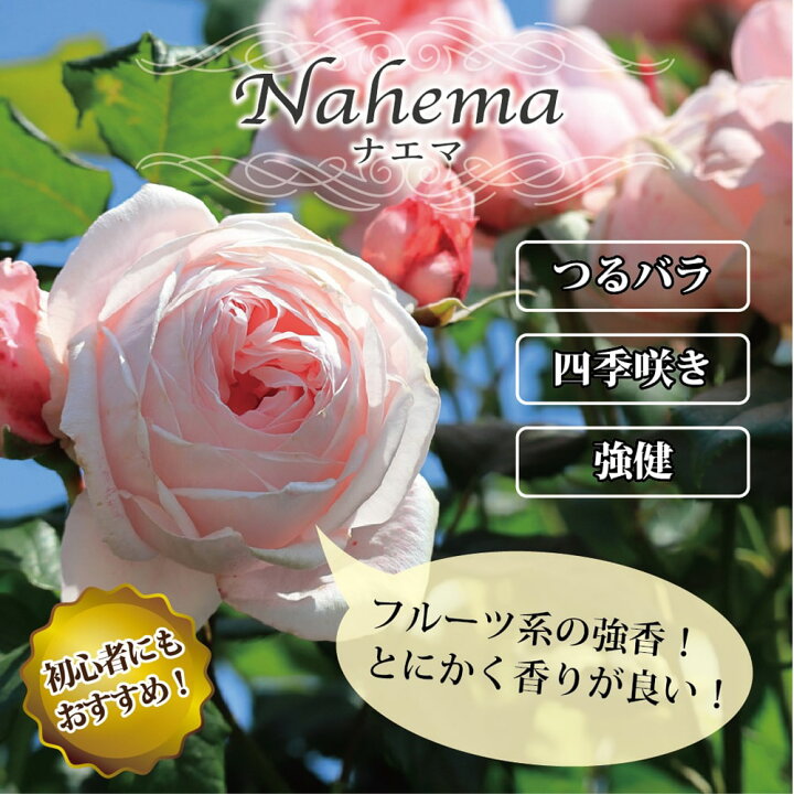 楽天市場 四季咲き強香つるバラ ナエマ 2年生大苗 6号ポット 苗木部 ｂｙ 花ひろばオンライン