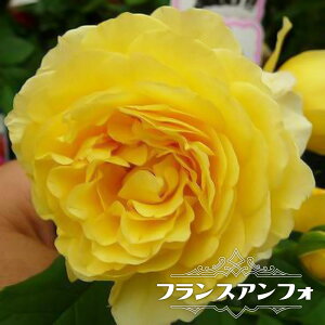 lG炫oc ytXAtHz 2Nc 6|bg y\̔z1{ȍ~ח\