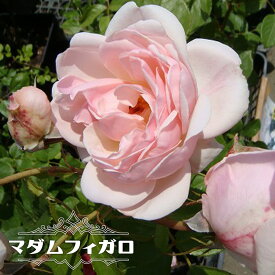 楽天市場 バラ 強香 四季咲きの通販