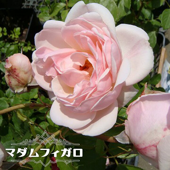 楽天市場 バラ苗 マダムフィガロ 大苗 デルバール Del 四季咲き ピンク 強香 強健 バラ 苗 薔薇 バラ苗木 苗木部 ｂｙ 花ひろばオンライン