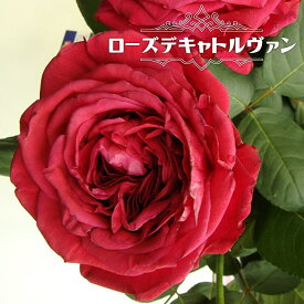 四季咲き強香バラ 【ローズデキャトルヴァン】 2年生大苗 6号ポット 【予約販売】1月下旬以降入荷予定