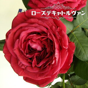 lG炫o y[YfLg@z 2Nc 6|bg y\̔z1{ȍ~ח\