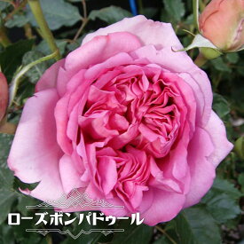 四季咲き半つるバラ 【ローズポンパドゥール】 3年生長尺1.1m苗