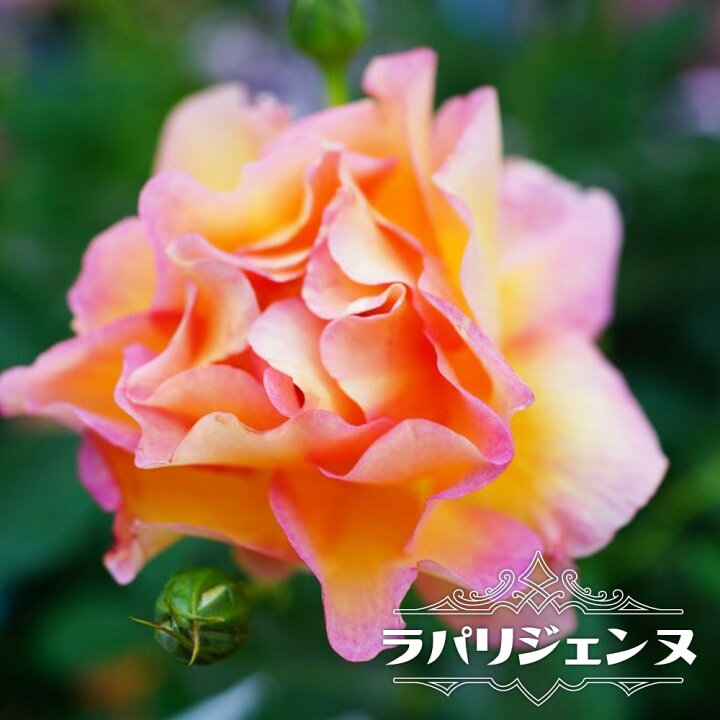 楽天市場 四季咲き 半つる性 シュラブ ラパリジェンヌ 大苗 オレンジ色 強健 薔薇 バラ苗木 苗木部 ｂｙ 花ひろばオンライン