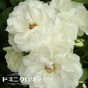 白 薔薇 苗の人気商品 通販 価格比較 価格 Com