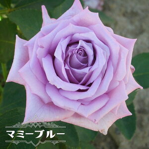 lG炫oc y}~[u[z 2Nc 6|bgc y\̔z1{ȍ~ח\