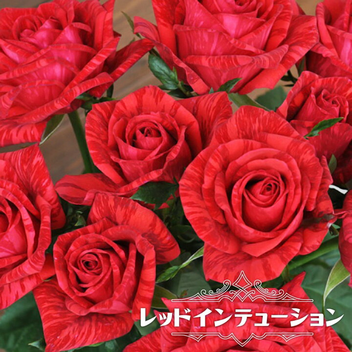 楽天市場 バラ苗 レッドインテューション デルバール 大苗 6号ポット 赤色 ハイブリットティー 強香 バラ 苗 苗木部 ｂｙ 花ひろば オンライン