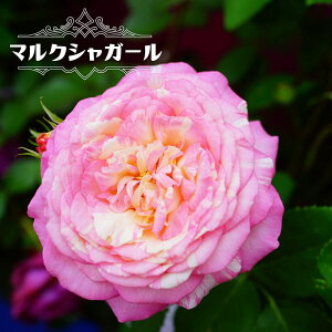 �l�G�炫�o���c �y�}���N�V���K�[���z 2�N����c �o�^�i��E�i��o�^