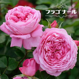 四季咲き半つるバラ 【フラゴナール】 大苗 6号ポット 登録品種・品種登録