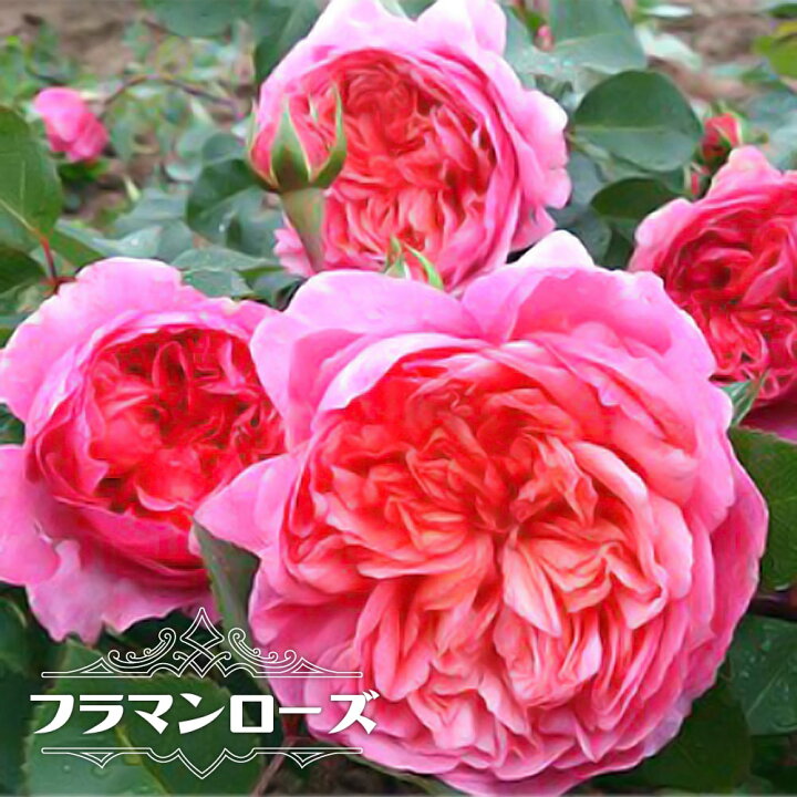 楽天市場 四季咲き シュラブ フラマンローズ ２年生大苗 ピンク オレンジ 強香 強健 薔薇 デルバール Del 苗木部 ｂｙ 花ひろばオンライン