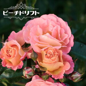 lG炫Cio yhtg[Y s[`htgz 4|bgc