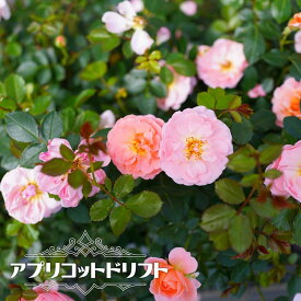 四季咲き修景バラ 【ドリフトローズ アプリコットドリフト】 4号ポット苗
