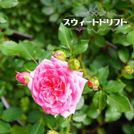 四季咲き修景バラ 【ドリフトローズ スウィートドリフト】 4号ポット苗