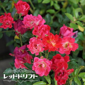 楽天市場 宿根草 四季咲きの通販 楽天市場 宿根草 四季咲きの通販
