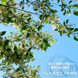 エゴノキ 白花 しだれエゴノキ 根巻き苗 庭木 落葉樹 シンボルツリー シダレエゴノキ 希少品種