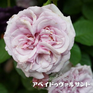 四季咲き 強香 バラ 苗の人気商品 通販 価格比較 価格 Com 四季咲き 強香 バラ 苗の人気商品 通販 価格比較 価格 Com