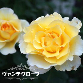楽天市場 バラ 強香 四季咲きの通販